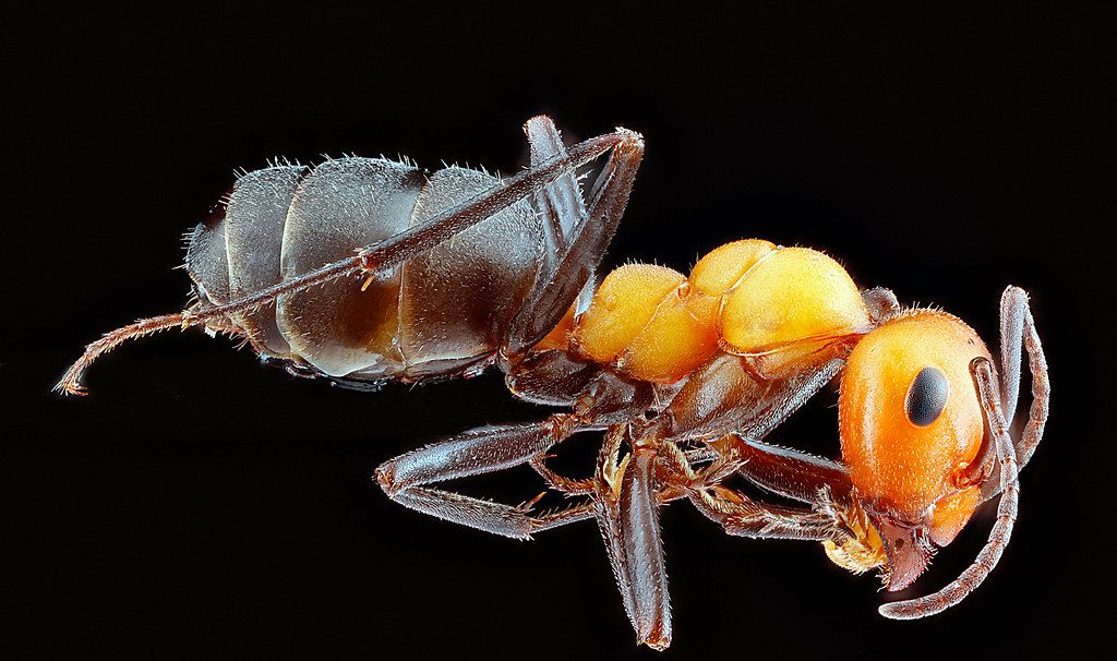 Ant Control service in Palm Bay, FL