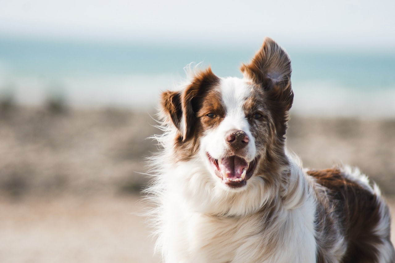 Flea & Tick Control service in Palm Bay, FL