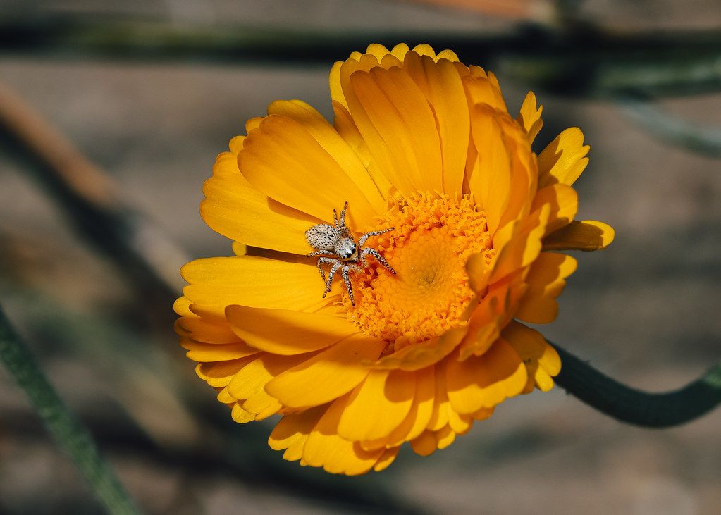 Spider Control service in Palm Bay, FL